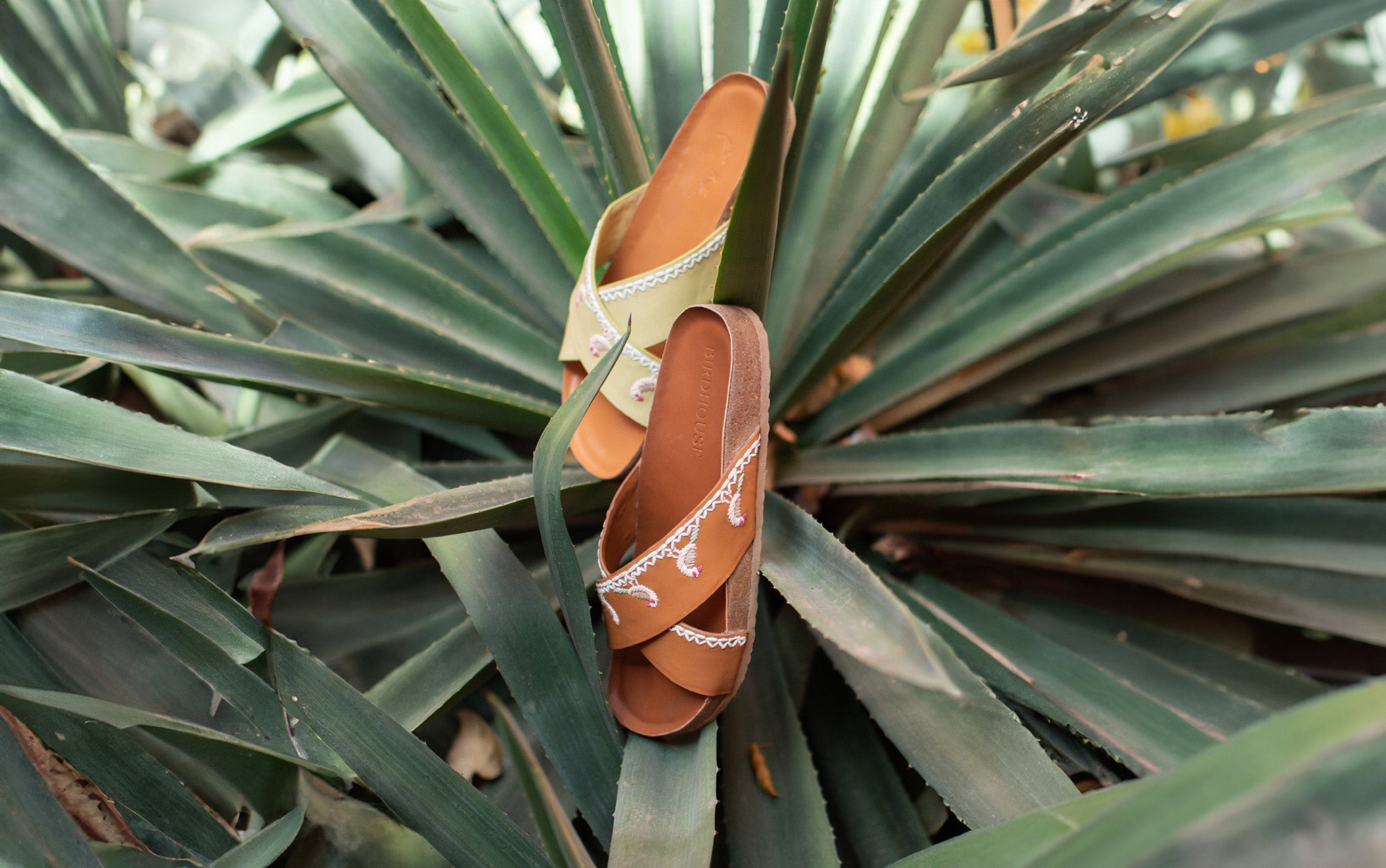 Spot the little Birdie!